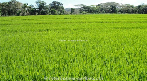 photos for LA VEGA: PRODUCING RICE FARM
